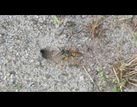 Collab DailyDoseOfInternet - Wasp digs a hole on the ground and enters it to lay eggs