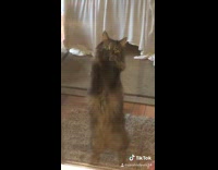 Fluffy Grey Cat Wants To Get to the Other Room 