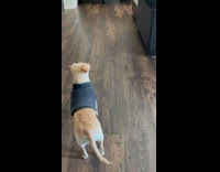 Brown dog watch DDOI episode about shy dogs