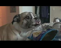 Person feeds dog potato chips in bed 