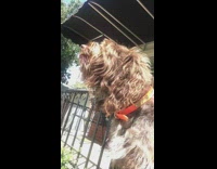 brown dog howling to sirens while on porch