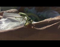 Large praying mantis eat ham and cheese