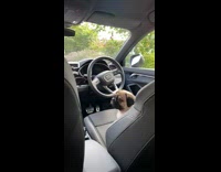 Guy gets in car pug in drivers seat