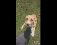 Compilation girl with pit bull adopted dog happy