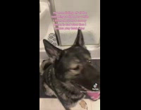 Dog gets scolded but thinks about bacon and fetch