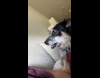 Dog badly wants to go outside whines and snaps 