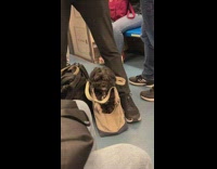 Dog Stands Still on its Bag on Floor