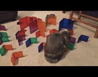 Pet rabbit push down colorful magnetic tiles Part 2