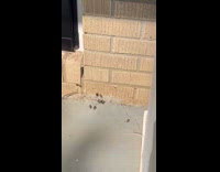 Black Widow spider caught lizard on web