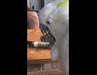 White bird holds and eats nut