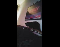 Black cat bite string play guitar car