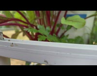 Frog along with the plants on the tube