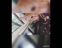 Orange kitten cat compilation cardboard box rug