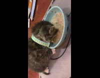 Kitten green pineapple collar eats blue bowl 