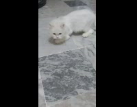 Collab PLC - Kitten Excitedly Digs Claw on Tile Floor