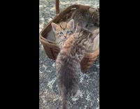 Tiny kitten climbs into basket 