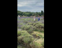 Three ladies tiktok dance purple lavender field 