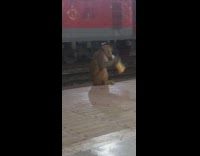 Collab PubityPets - Wild Monkey Empties Plastic Bottle Drink on Platform