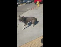 Grey dog charges and barks at guy sidewalk 