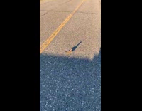 Collab BitchMP - Man picks up bird on road 