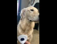 Collab Pets For All - Golden retriever sits and gets fur brushed with comb