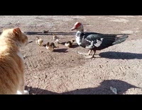Duck attacks cat protect ducklings eating chicken