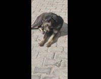 Sleepy stray dog on street sway sideways