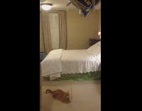 Brown cat bites string goodyear blimp balloon 