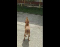 Brown dog red collar howl outside of the house