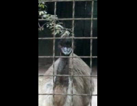 Black ostrich stares bad at the filmer