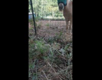 Collab DailyDoseOfInternet - Guy feed grass to horse eye protection