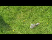 Squirrel head stuck inside peanut butter jar