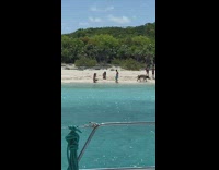 Girl sit pose beach pig walks away