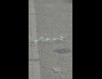 Two seagulls fight over food while other seagulls watch