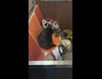 Passengers take pictures of three dogs sitting on subway train