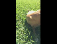 Brown dog rolling in grass biting grass