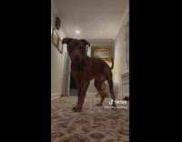 Dog sees its reflection on a smart phone 