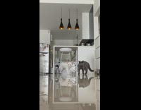 White cat runs living room grey cat 