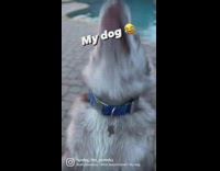 Dog has ears but doesnt listen riddle