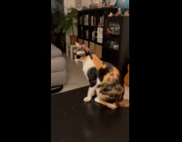 Woman meows at calico cat on table