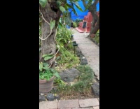 Woman red hair dances for garden video