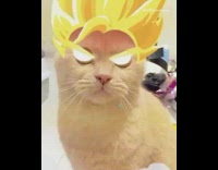 Dragon ball z filter cat yellow hair 