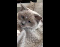 Cat tries to catch moving hand blanket 