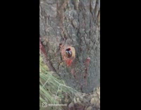 Tree sap squeezed and slime comes out