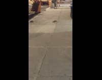 3 rats run and jump on each other 