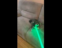 Filmer challenge light saber duel to dog