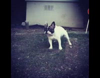 White French Bulldog on Lawn Barks At Snowman Statue