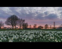 Timelapse sunset bed of white flowers
