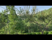 Mountain view green trees blue sky sunset