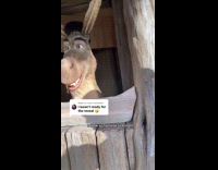 Guy son of farquad shrek